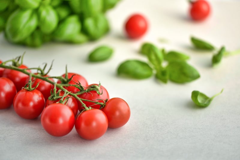 Basil Herbs