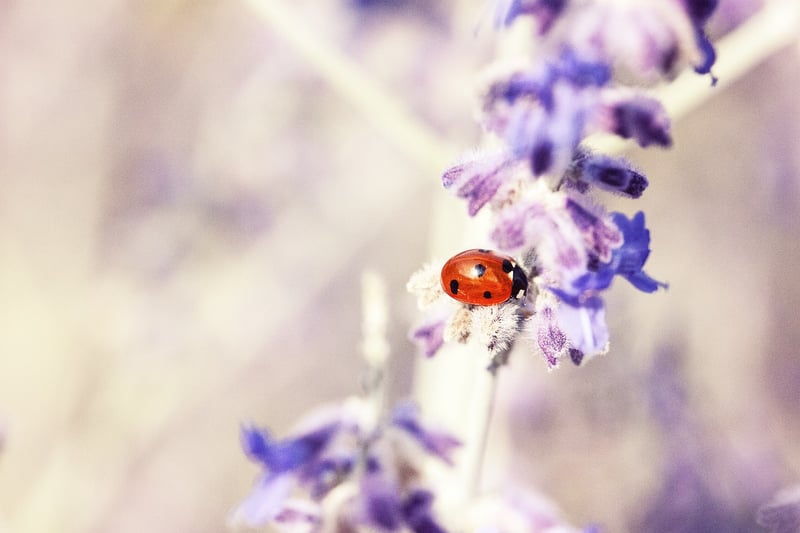 Ground Beetle