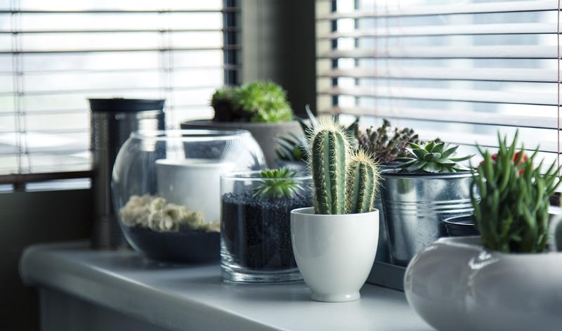 Cactus Plant
