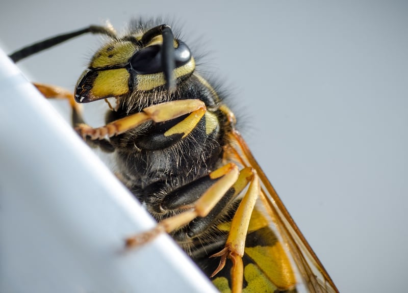 Parasitic Wasp